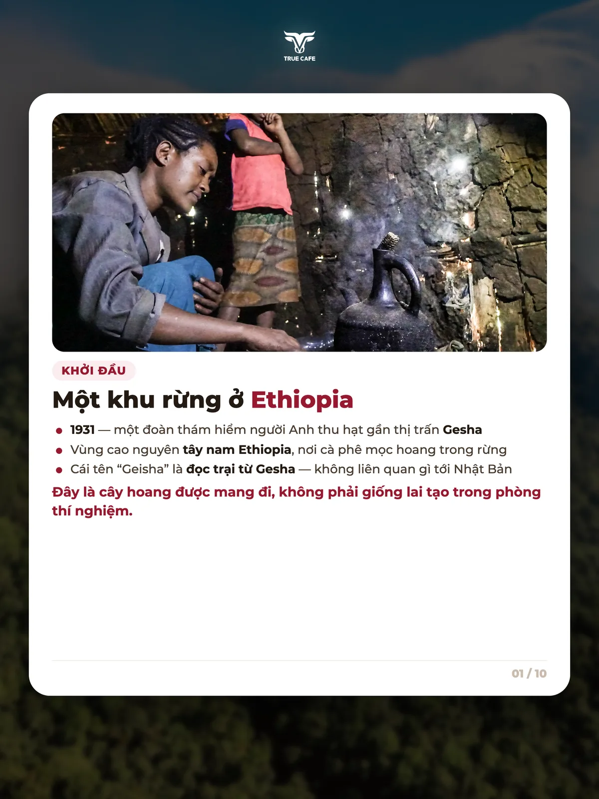 Khởi đầu — Một khu rừng ở Ethiopia