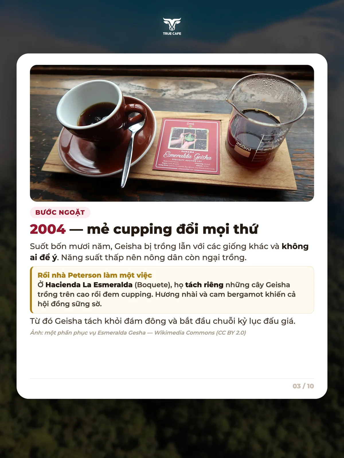 Bước ngoặt — 2004 — mẻ cupping đổi mọi thứ