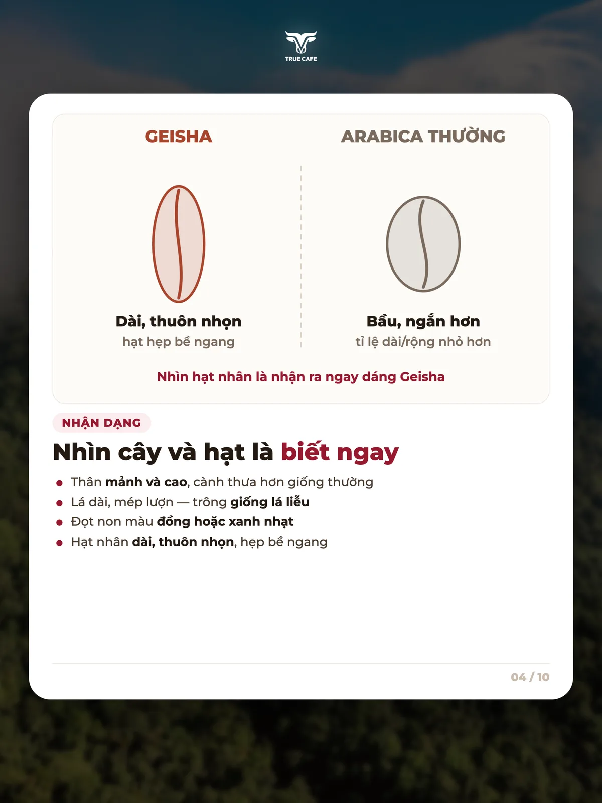 Nhận dạng — Nhìn cây và hạt là biết ngay