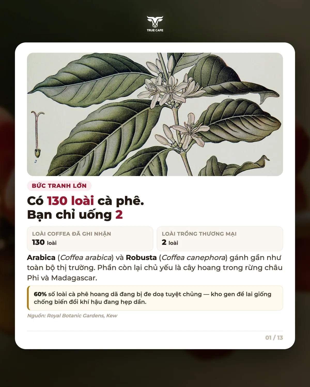 Bức tranh lớn — Có 130 loài cà phê. Bạn chỉ uống 2