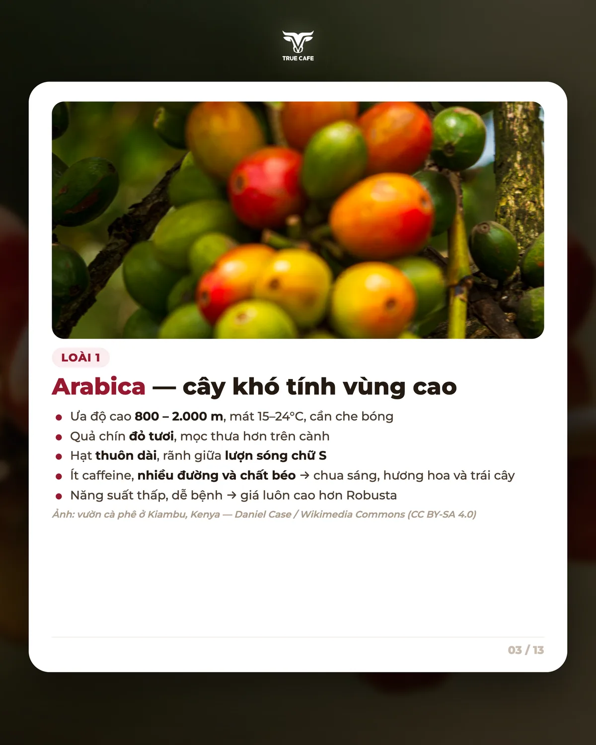Loài 1 — Arabica — cây khó tính vùng cao