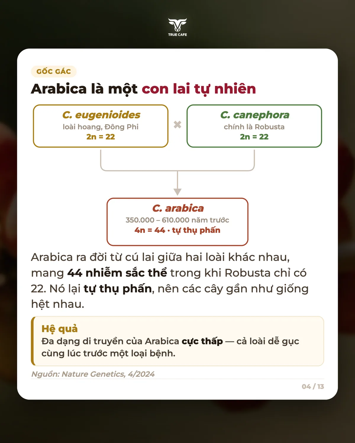 Arabica là một con lai tự nhiên