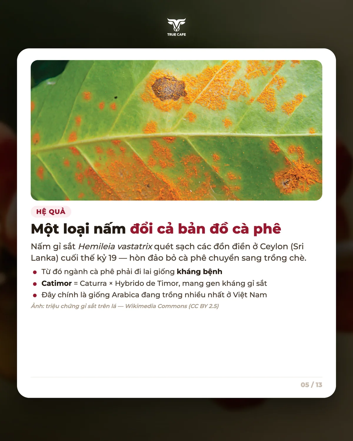 Hệ quả — Một loại nấm đổi cả bản đồ cà phê