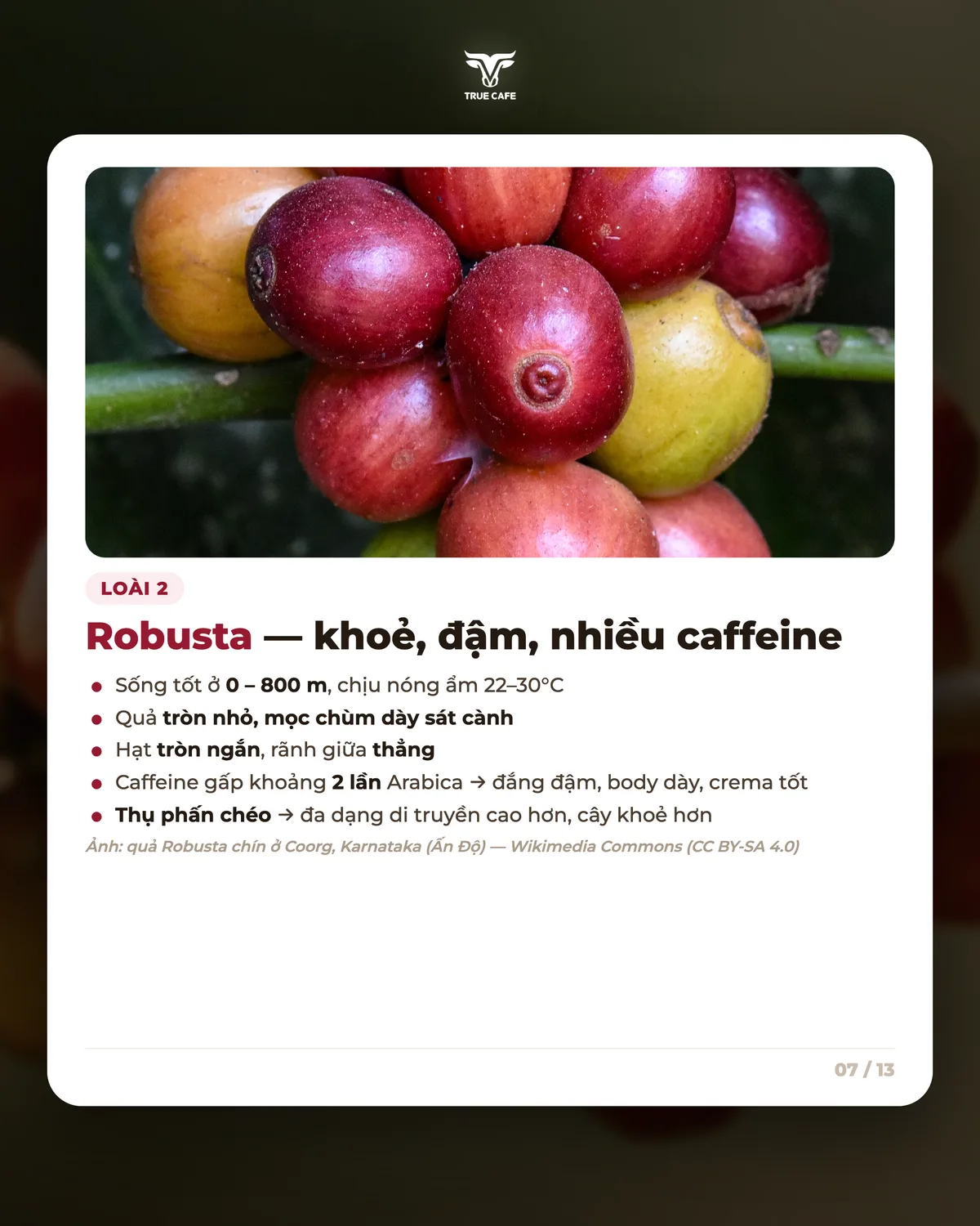 Loài 2 — Robusta — khoẻ, đậm, nhiều caffeine