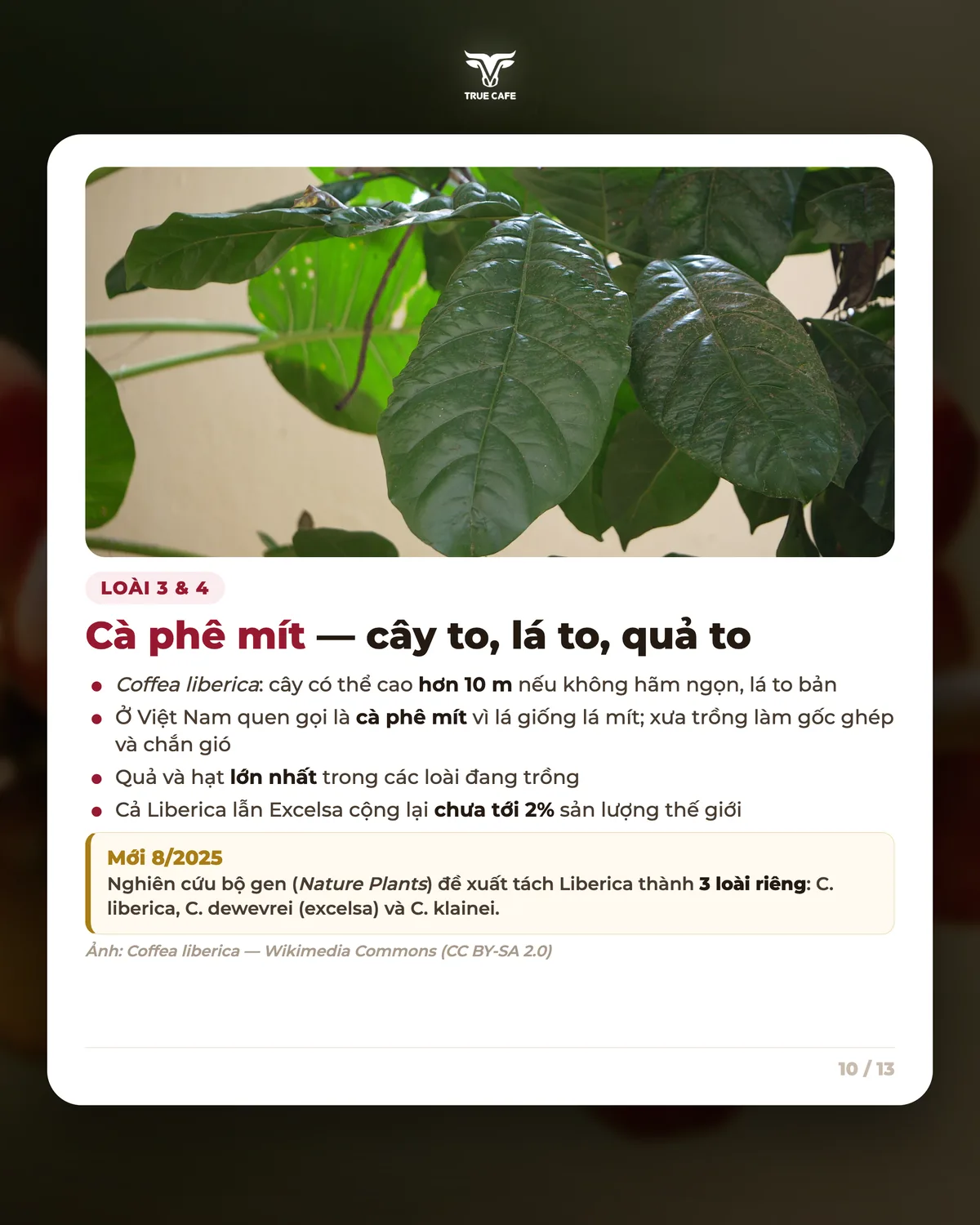 Loài 3 & 4 — Cà phê mít — cây to, lá to, quả to