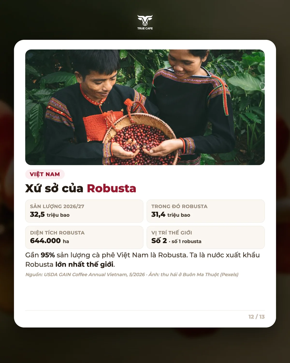 Việt Nam — Xứ sở của Robusta
