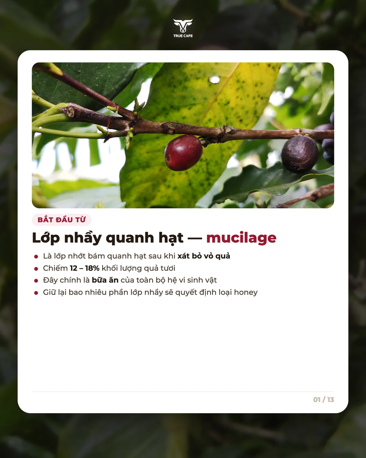 Bắt đầu từ — Lớp nhầy quanh hạt — mucilage