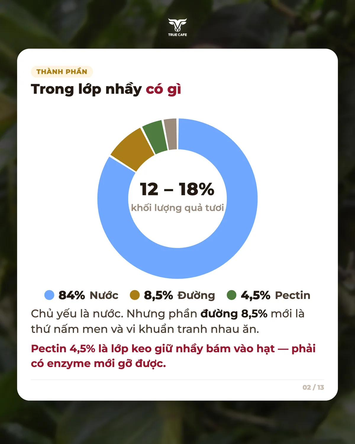 Trong lớp nhầy có gì