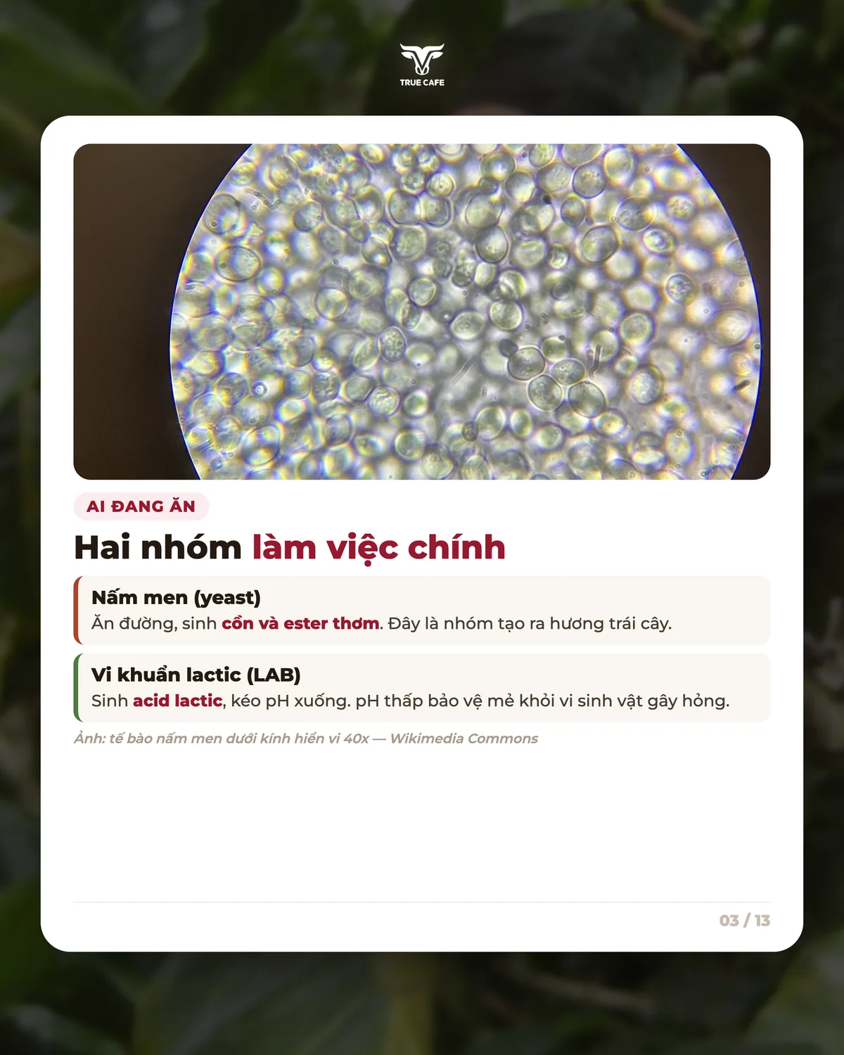 Ai đang ăn — Hai nhóm làm việc chính
