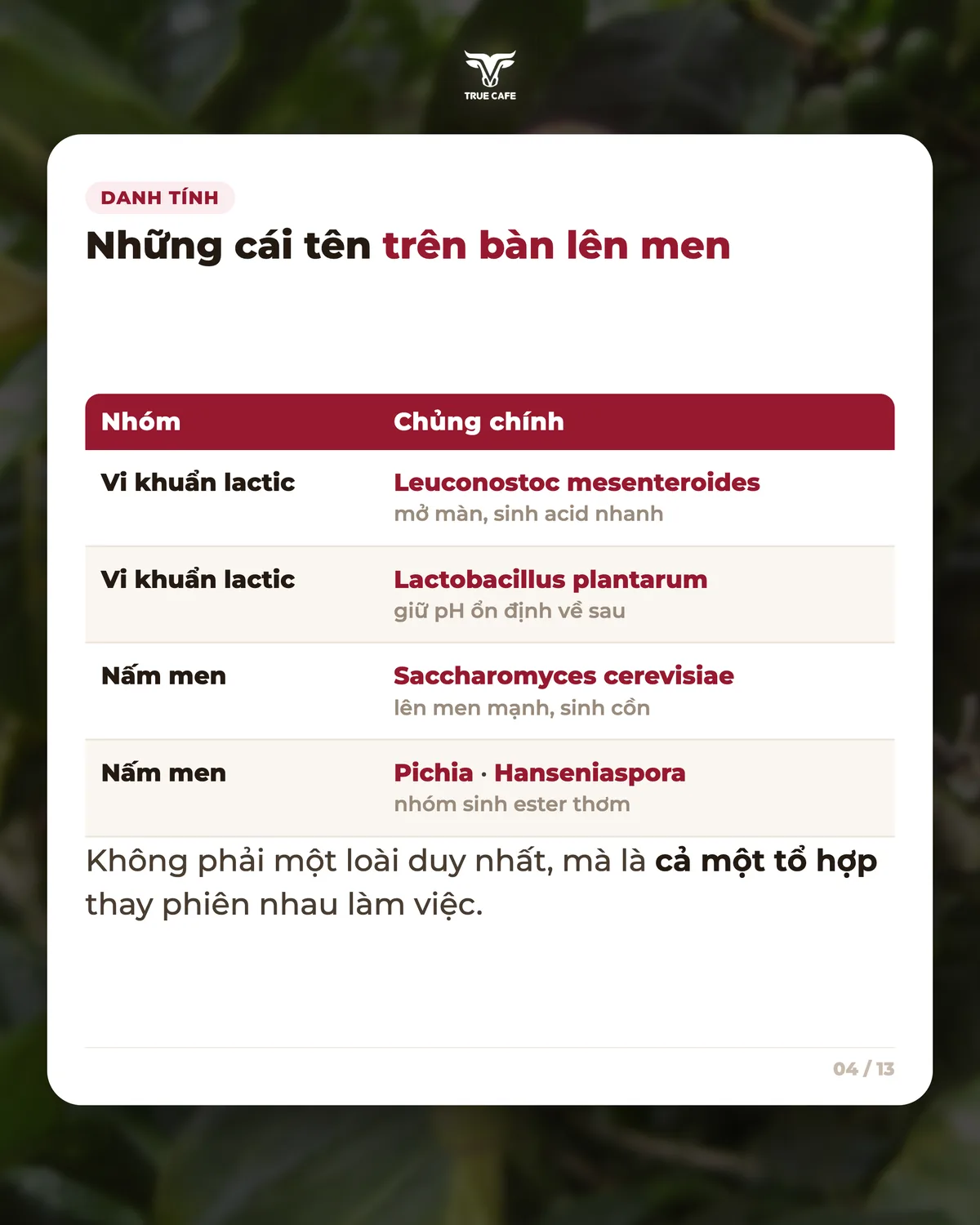 Danh tính — Những cái tên trên bàn lên men