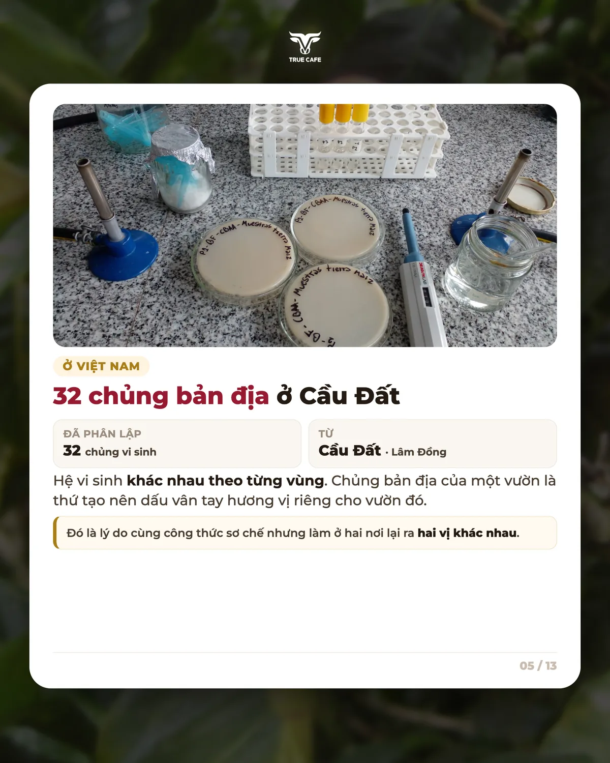 32 chủng bản địa ở Cầu Đất