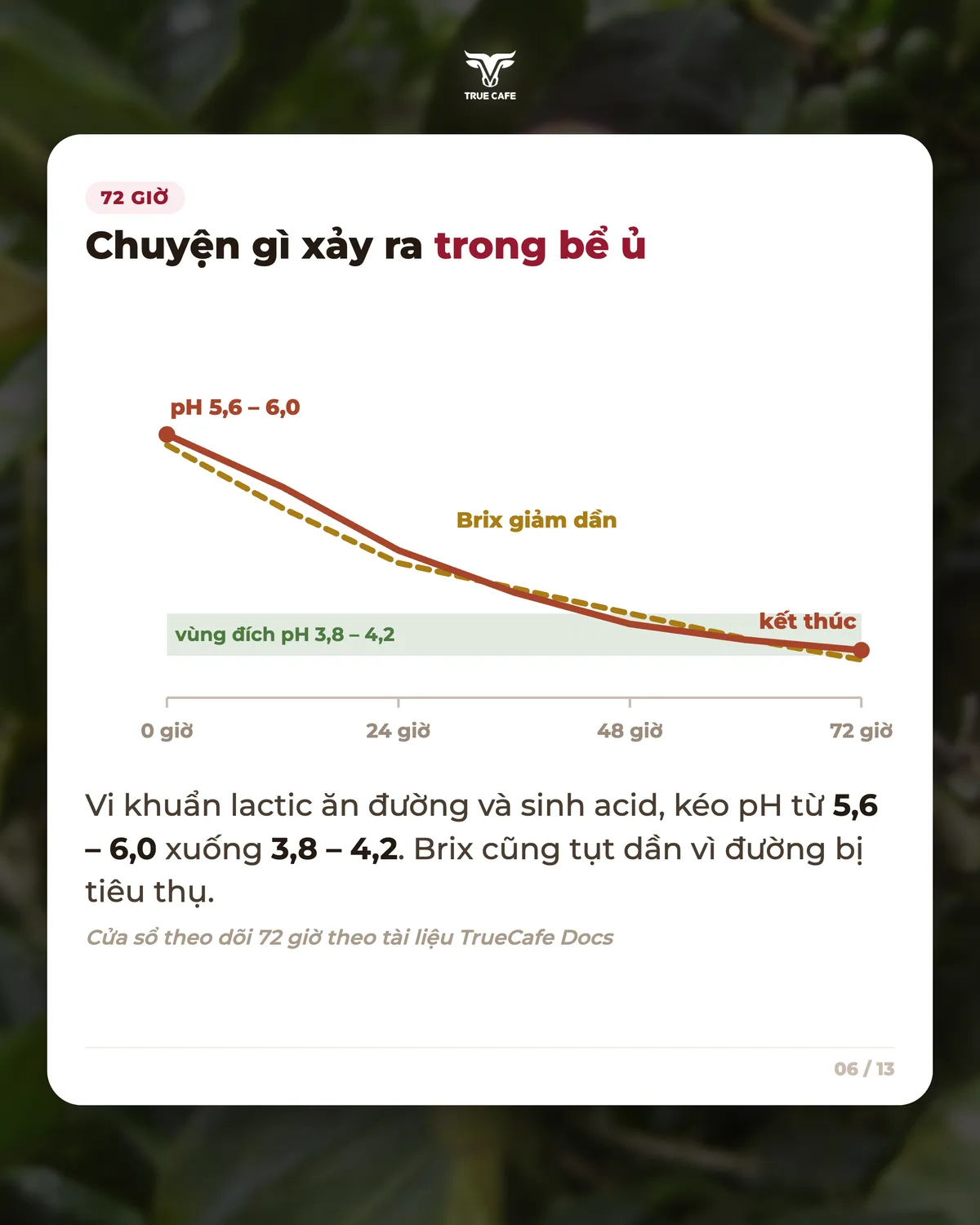 72 giờ — Chuyện gì xảy ra trong bể ủ