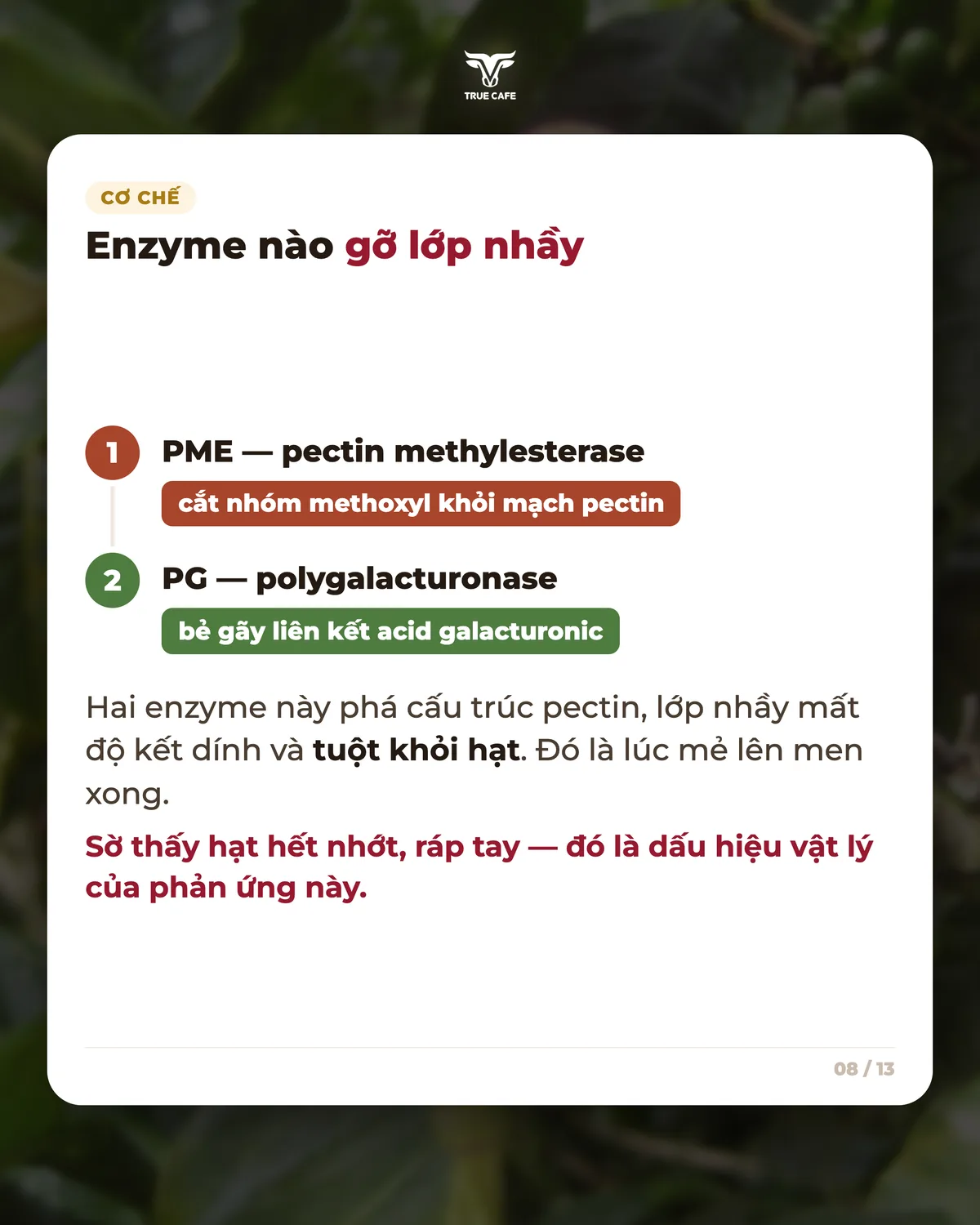 Enzyme nào gỡ lớp nhầy