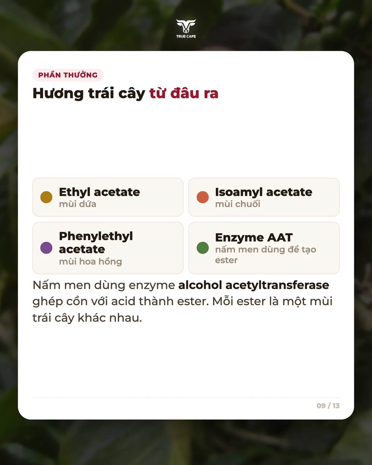 Phần thưởng — Hương trái cây từ đâu ra