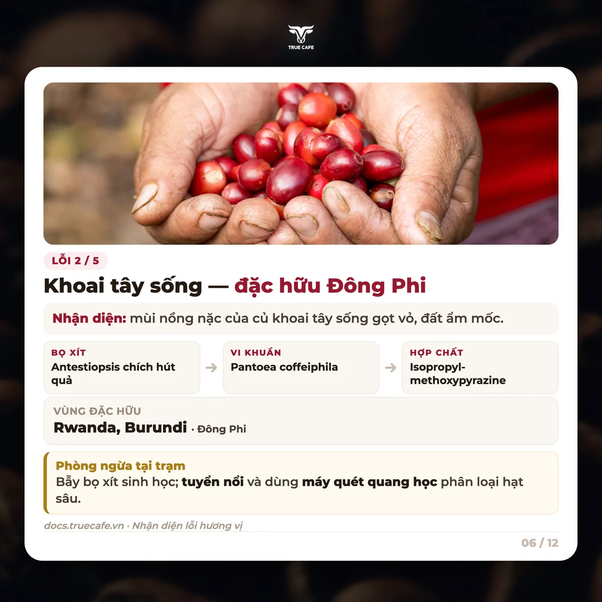 Lỗi 2 / 5 — Khoai tây sống — đặc hữu Đông Phi