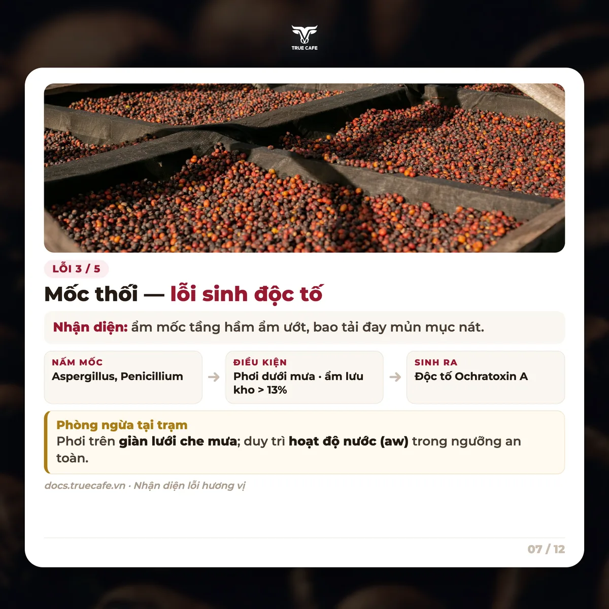 Lỗi 3 / 5 — Mốc thối — lỗi sinh độc tố