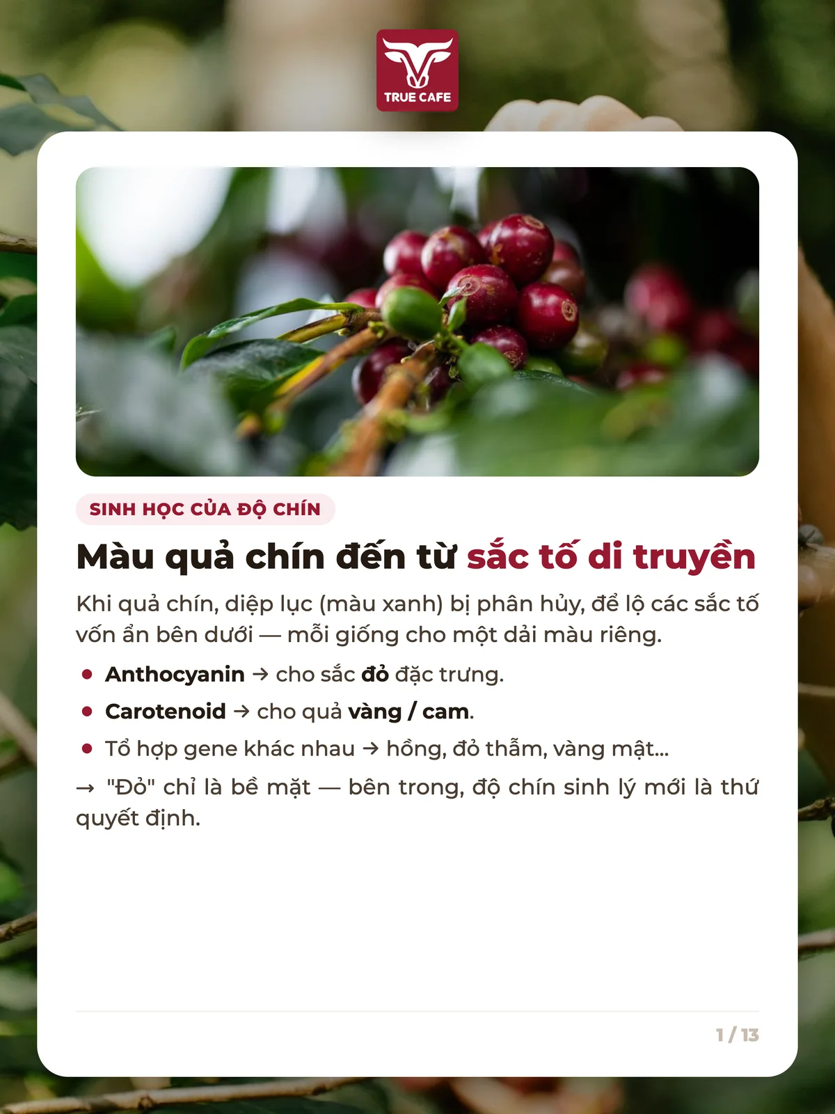 Sinh học của độ chín — Màu quả chín đến từ sắc tố di truyền