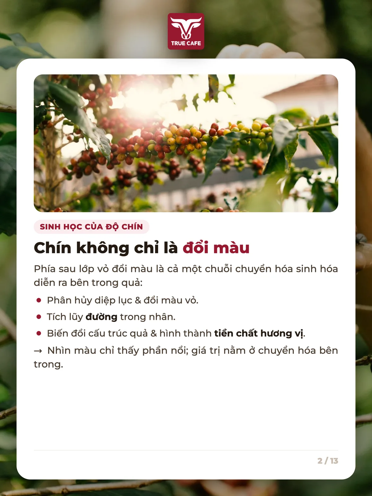 Sinh học của độ chín — Chín không chỉ là đổi màu