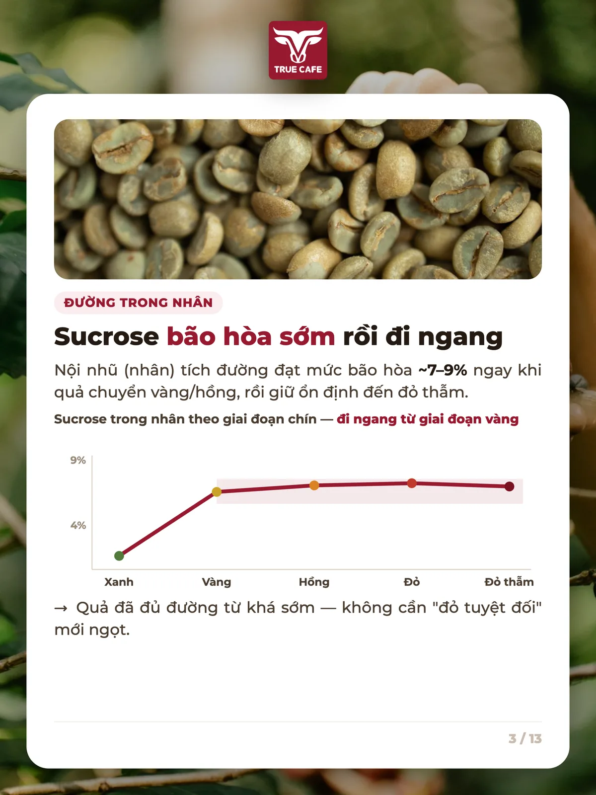Đường trong nhân — Sucrose bão hòa sớm rồi đi ngang