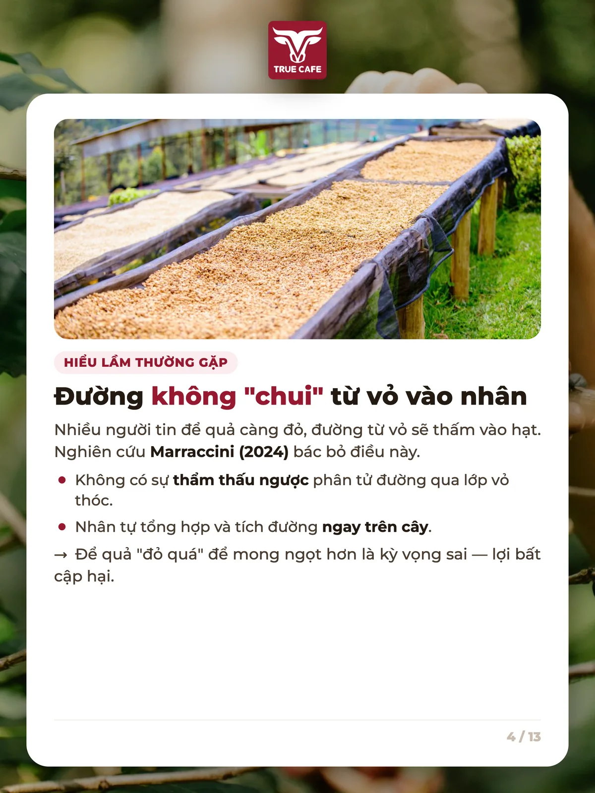 Hiểu lầm thường gặp — Đường không "chui" từ vỏ vào nhân