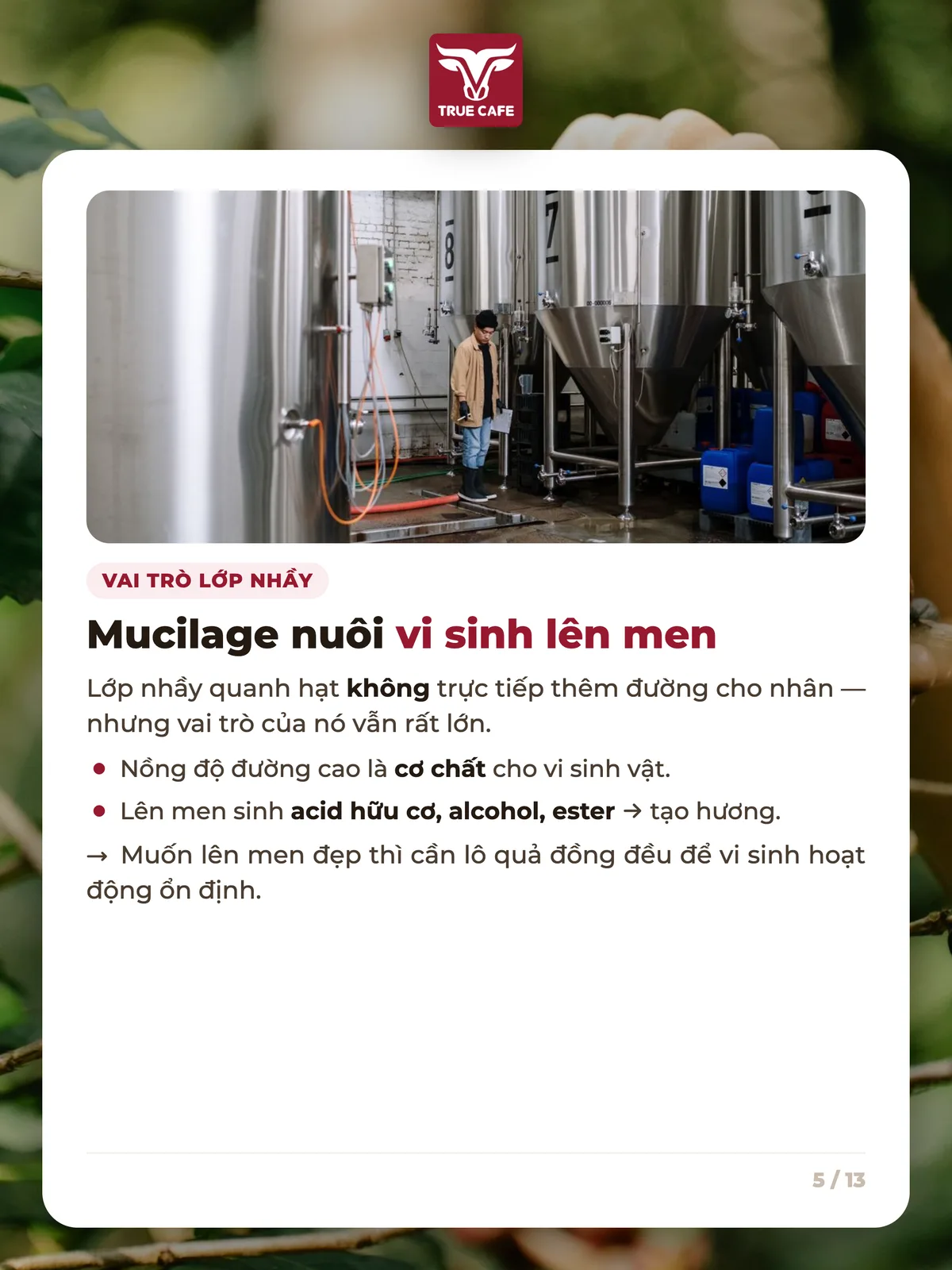 Vai trò lớp nhầy — Mucilage nuôi vi sinh lên men