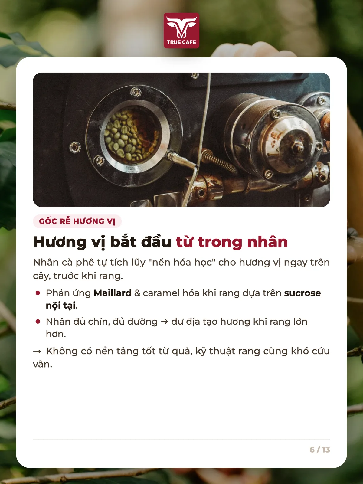 Gốc rễ hương vị — Hương vị bắt đầu từ trong nhân