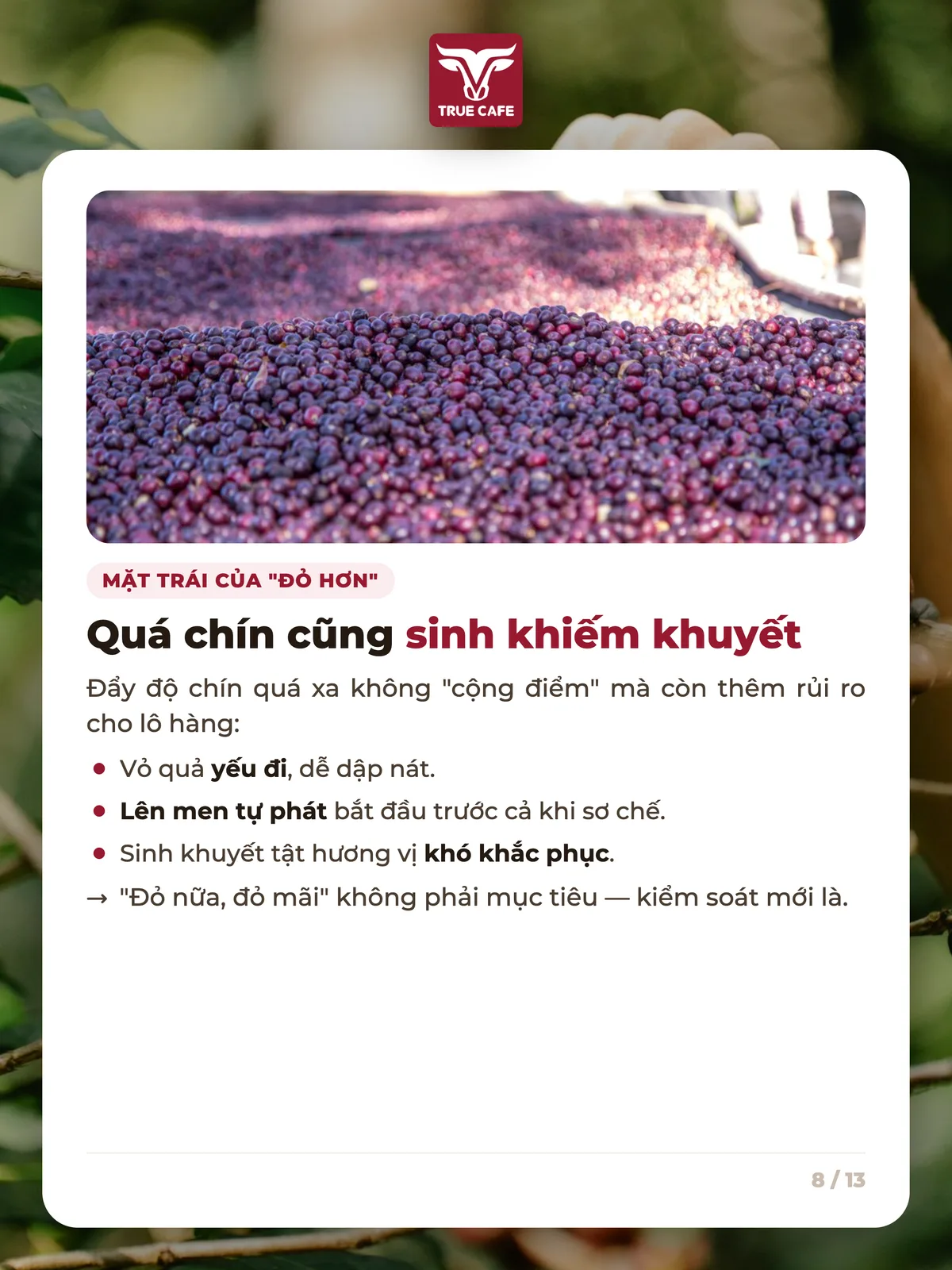 Mặt trái của "đỏ hơn" — Quá chín cũng sinh khiếm khuyết
