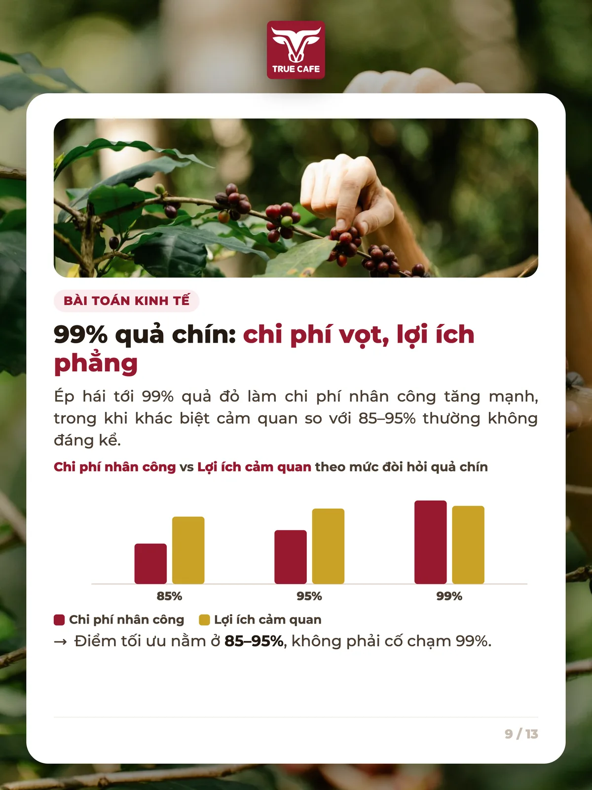 Bài toán kinh tế — 99% quả chín: chi phí vọt, lợi ích phẳng