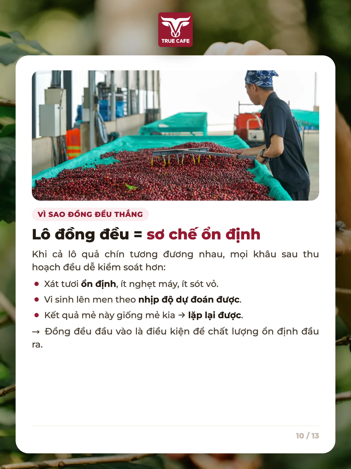 Vì sao đồng đều thắng — Lô đồng đều = sơ chế ổn định