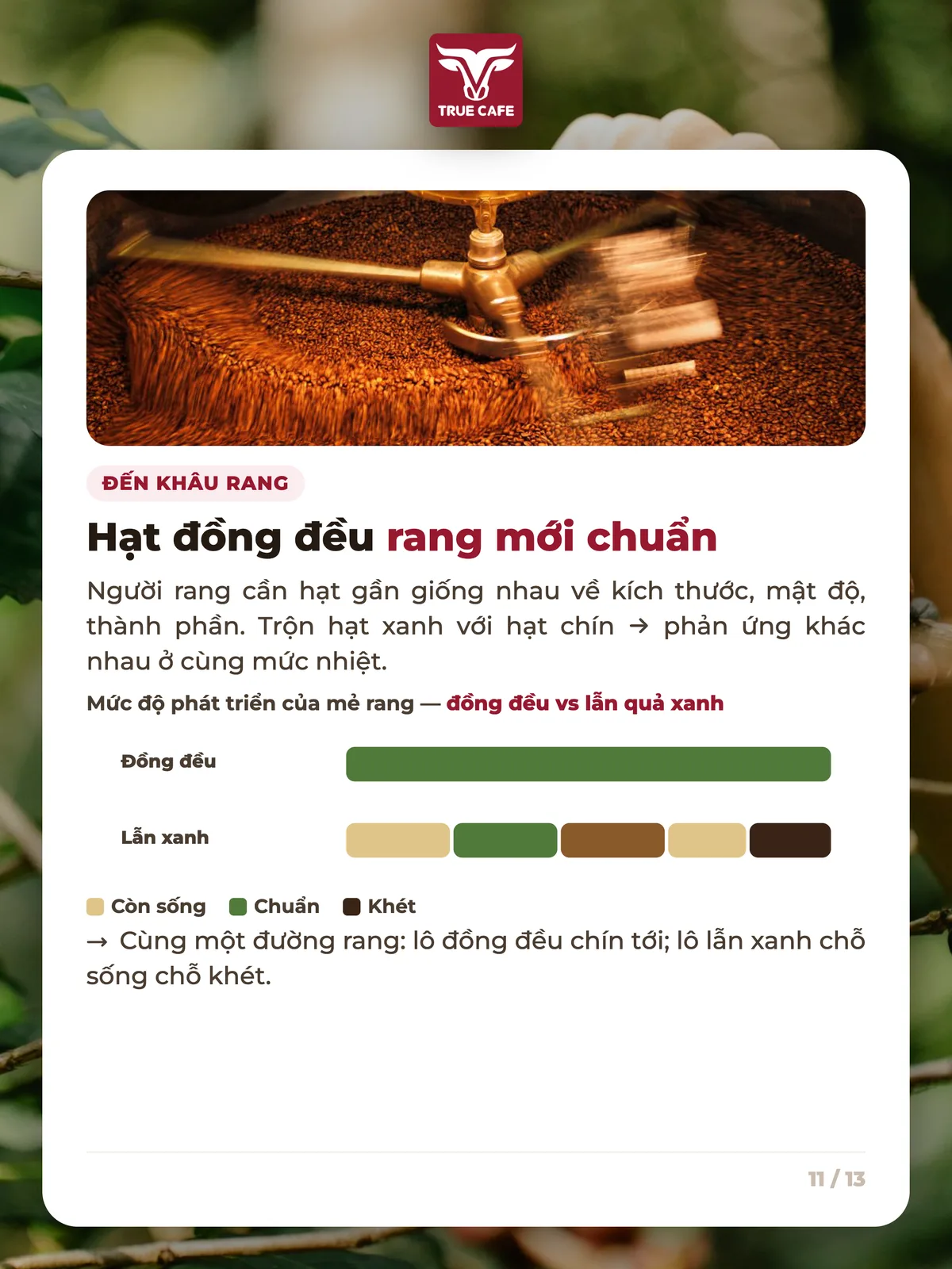 Đến khâu rang — Hạt đồng đều rang mới chuẩn