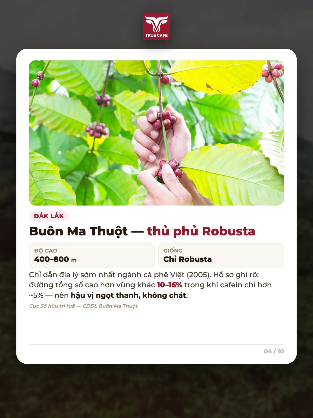 Đắk Lắk — Buôn Ma Thuột — thủ phủ Robusta