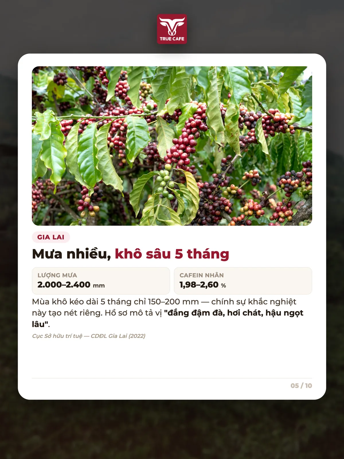Gia Lai — Mưa nhiều, khô sâu 5 tháng