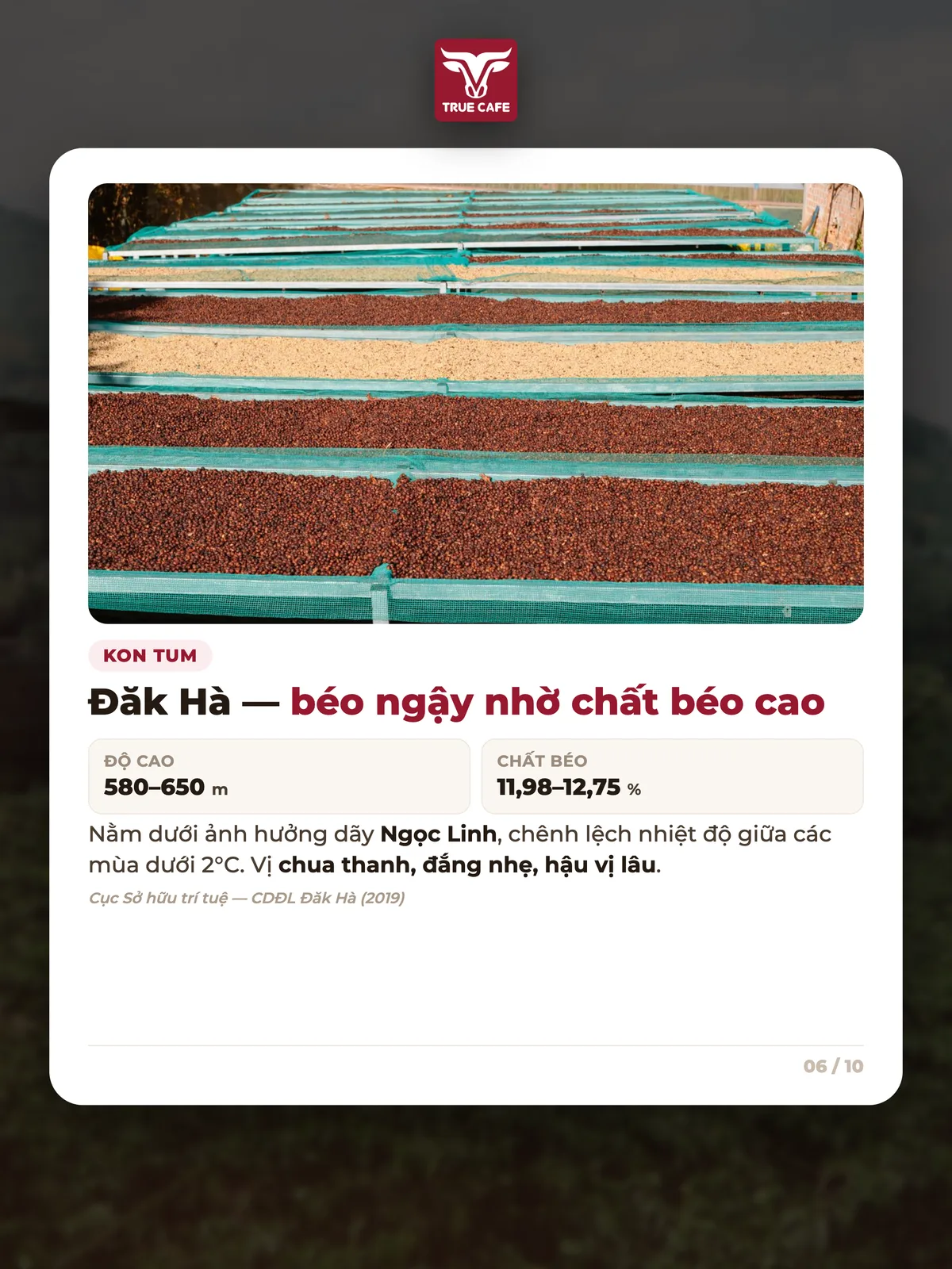 Kon Tum — Đăk Hà — béo ngậy nhờ chất béo cao