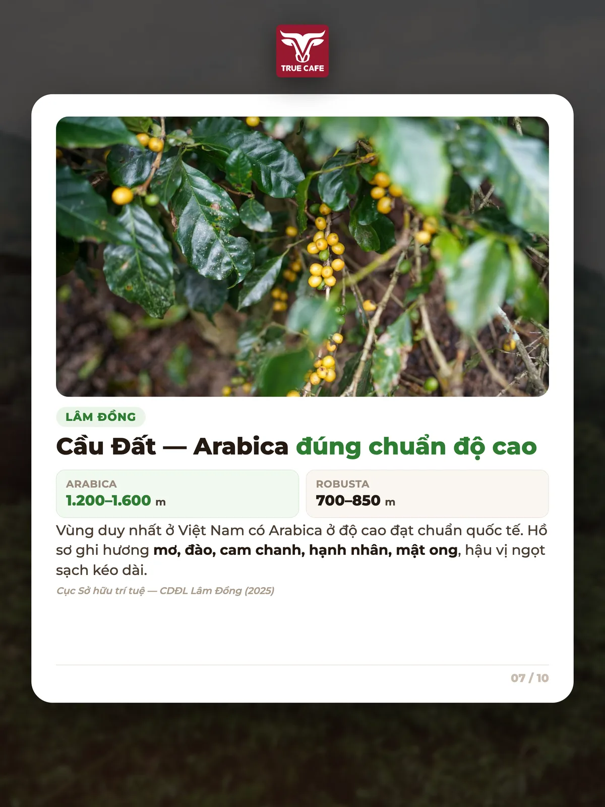 Cầu Đất — Arabica đúng chuẩn độ cao