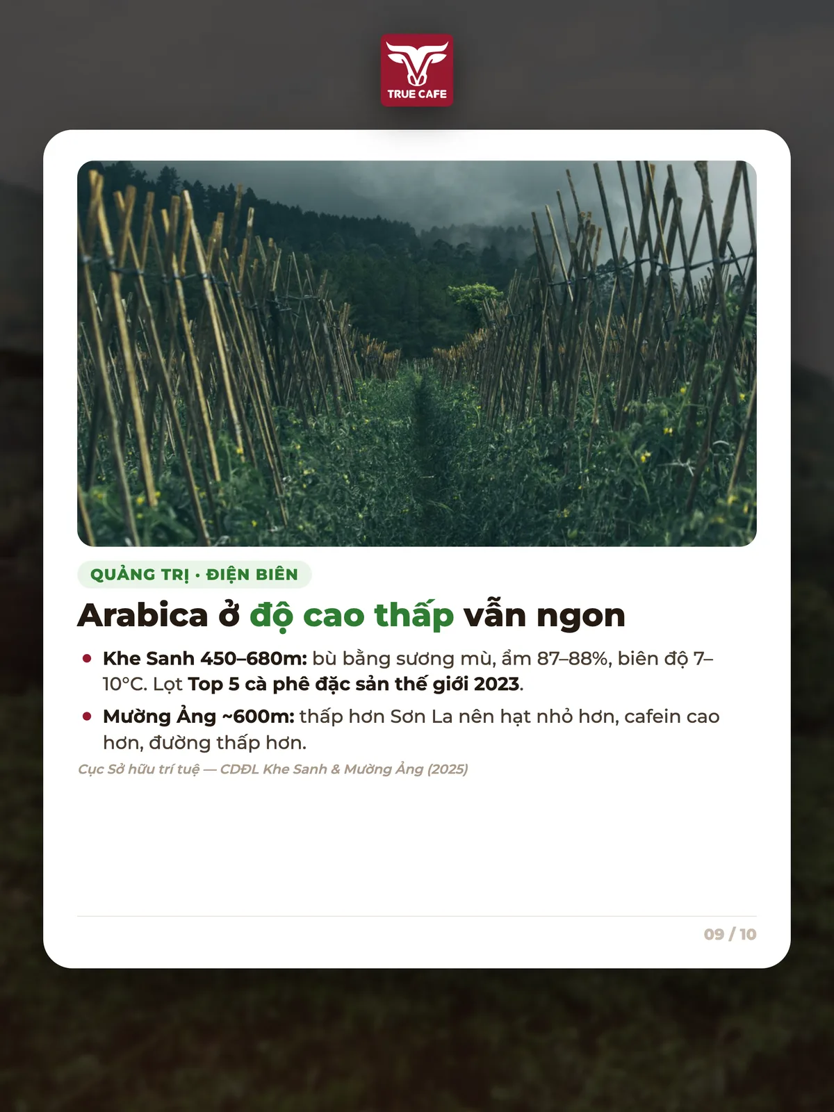 Arabica ở độ cao thấp vẫn ngon