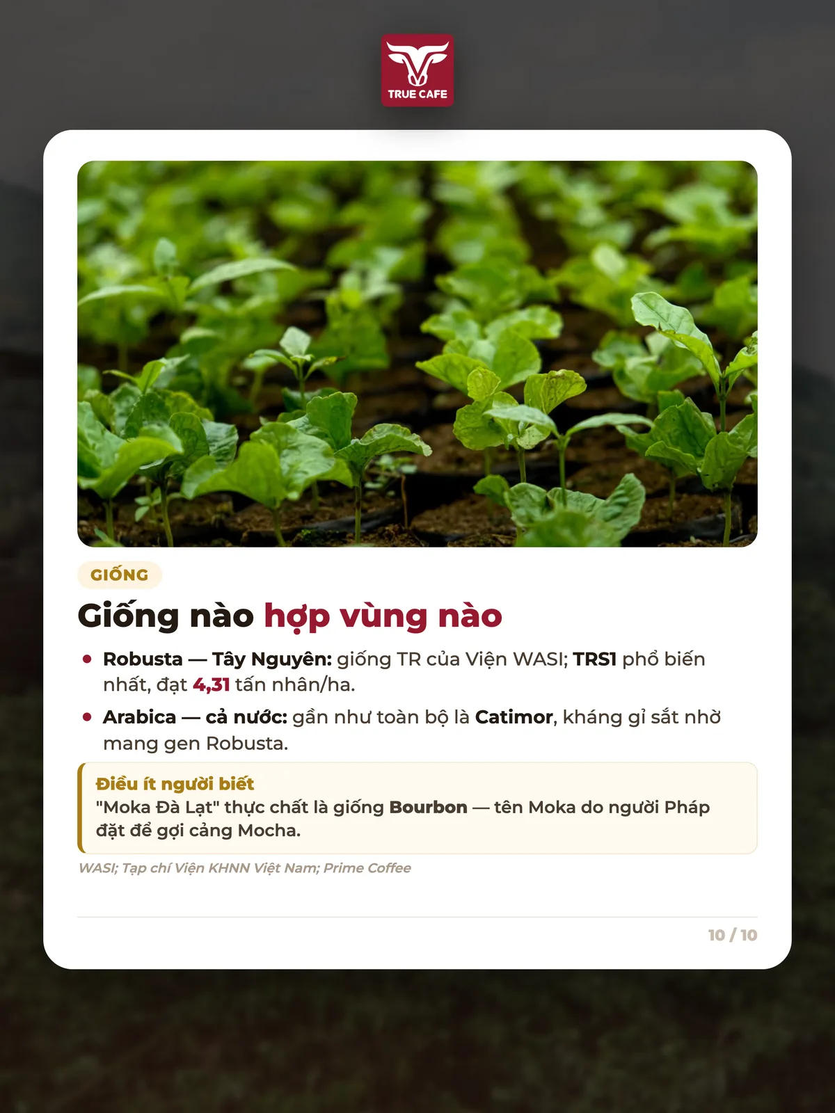 Giống nào hợp vùng nào